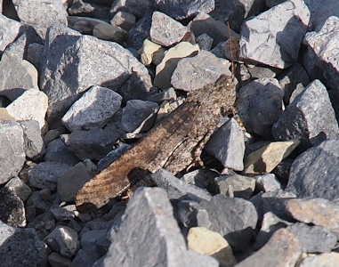 [The brown grasshopper is in the large gravel at the edge of the parking lot.]